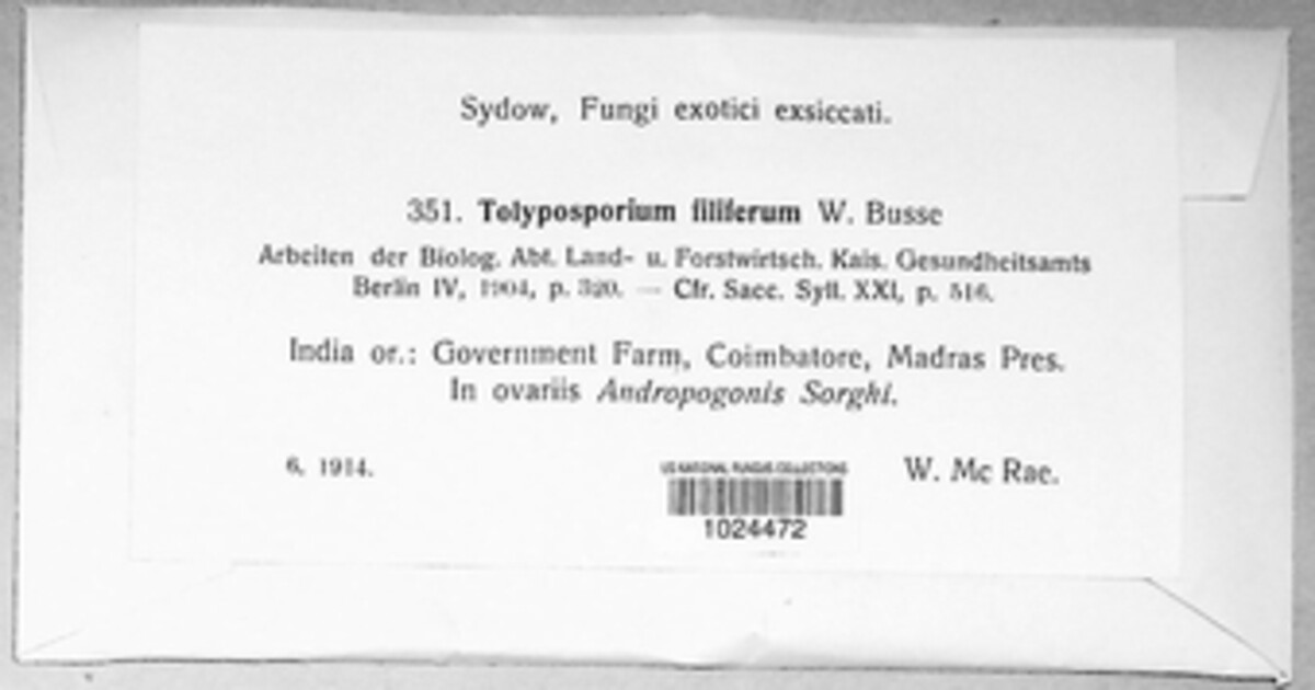 Anthracocystis ehrenbergii image